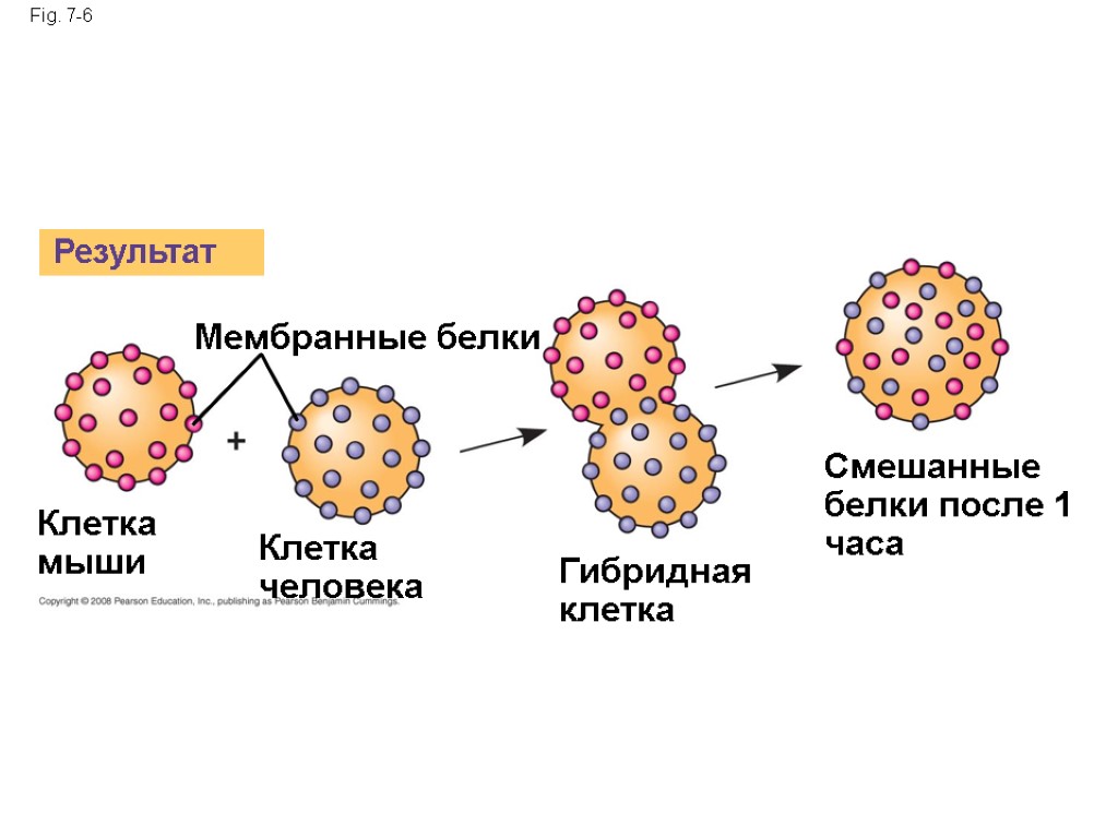 Fig. 7-6 Результат Мембранные белки Клетка мыши Клетка человека Гибридная клетка Смешанные белки после